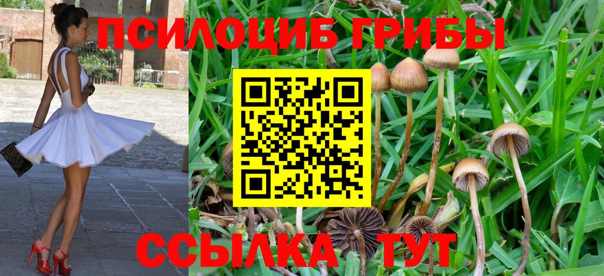 Псилоцибиновые грибы Cubensis Муравленко
